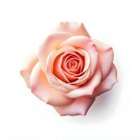 schoonheid van roze roos bloem, generatief ai gegenereerd foto