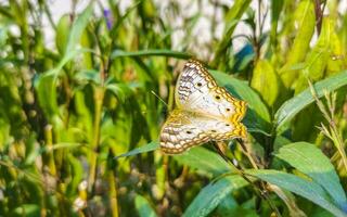 tropische vlinder op bloem plant in bos en natuur mexico. foto