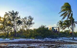 caraïben strand Spar palm bomen in oerwoud Woud natuur Mexico. foto