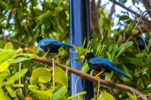 yucatan gaai vogel vogelstand in bomen tropisch oerwoud natuur Mexico. foto