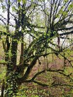 oud verspreiden boom, gedekt met mos in de Woud. achtergrond van natuur. foto