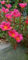 natuur fotografie - roze portulaca bloemen foto