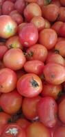 bundel van vers tomaten foto
