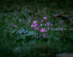 bloeiend mooi bloem in de tuin foto