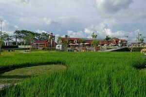 landelijk rijst- rijstveld landschap met groen gewassen en boerderij huis tegen blauw lucht foto