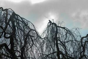 bomen in winter met grijs wolken foto