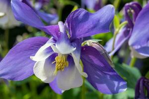 Purper en wit aquilegia bloem foto