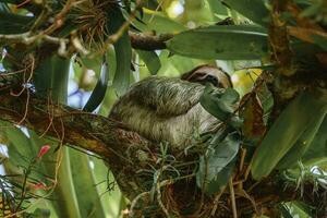 schattig luiaard hangende Aan boom Afdeling. perfect portret van wild dier in de regenwoud van costa rica. foto