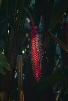 detailopname van rood biefstuk heliconia bloem groeit Aan fabriek in Woud Bij costa rica foto