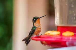 focus selectie. kolibrie in de regen Woud van costa rica foto