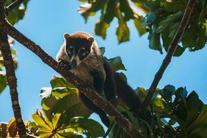 witte neus coati - nasua narica, klein gemeenschappelijk wit neus carnivoor van costa rica Woud. foto