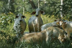 brahman koeien en kalveren begrazing Aan met gras begroeid boerderij in costa rica foto