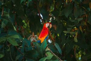 rood papegaai in groen vegetatie. scharlaken ara, ara macao, in donker groen tropisch Woud foto