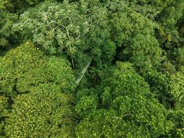 hangende brug, Monteverde wolk Woud, costa rica foto