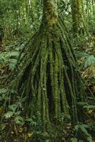 de stelten wortels van de palm verspreiden bovenstaand de grond in Woud foto