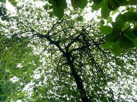 weelderig en groen kers fruit bomen zijn gefotografeerd van hieronder foto