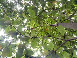 weelderig en groen ketapang boom zijn gefotografeerd van hieronder foto