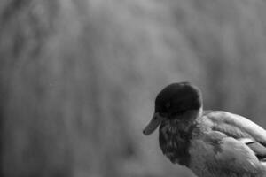 mooi visie van schattig vogel Bij een openbaar park van luton Engeland uk foto