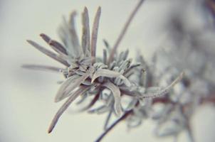 close-up van lavendel in de winter