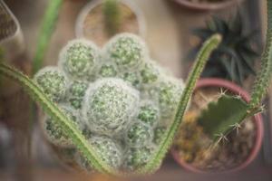 cactus in coffeeshop foto