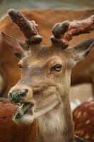 herten in de dierentuin in de zomer foto