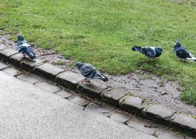 vier duiven op een pad