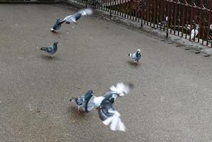 duiven die vliegen foto