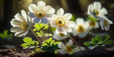 mooi wit bloemen van anemonen in voorjaar in een Woud detailopname in zonlicht in natuur ai gegenereerd foto