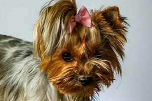 yorkshire terrier kijkend naar de camera in een hoofdschot, tegen een witte achtergrond foto