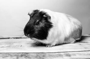 studio portret van een Guinea varken Aan blauw achtergrond foto