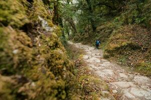 een jong reiziger trekking Aan Woud spoor , Nepal foto