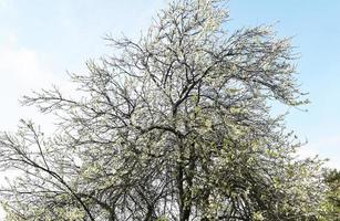 groene boom onder blauwe hemel overdag foto