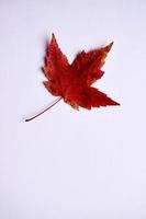 rood esdoornblad in de herfstseizoen foto