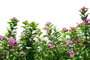 bloemen op een witte achtergrond foto