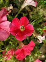 surfinia roze bloemen, petunia oksel, de groot wit petunia foto