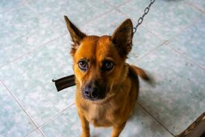 speels hond gezicht, zwart wit en bruin, met neus- dichtbij naar de camera lens, focus Aan gezicht, detailopname, met blauw betegeld verdieping achtergrond foto