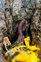 atopochetus tonkinbolus dolfusi duizendpoot regenboog diplopoda foto