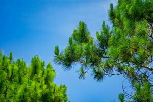 groen bomen en een bewolkt blauw lucht achtergrond foto