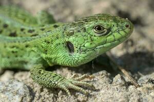 macro portret van een groen zand hagedis. foto