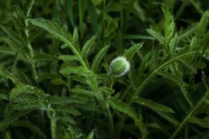 groen knop papaver bloem. natuur groen achtergrond. mooi fabriek foto