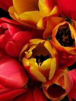 rood Geel tulpen. boeket van bloeiend tulpen. ansichtkaart met tulpen. achtergrond voor een groet kaart foto