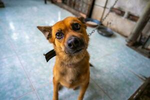 speels hond gezicht, zwart wit en bruin, met neus- dichtbij naar de camera lens, focus Aan gezicht, detailopname, met blauw betegeld verdieping achtergrond foto