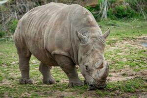 zuidelijk wit neushoorn, ceratotherium simum minimaal. foto