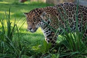 jaguar rondsnuffelen door lang gras. panthera onca. foto
