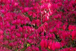 helder rood herfst bladeren van sier- struik Euonymus alatus compactus foto