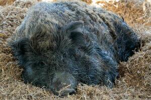 wild zwijn, sus scrofa resting Aan een rietje foto