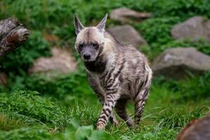 gestreept hyena, hyena hyena sultana foto