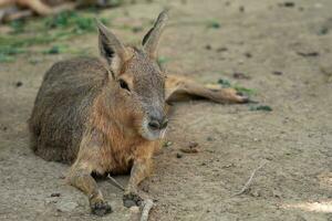 patagonisch mara resting Aan veld, dolichotis patagonum foto