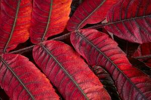 een detailopname van de mooi herfst bladeren rhus typhina, de staghorn sumak foto