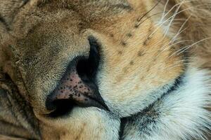 een detailopname visie van de leeuw snuit. panthera Leo Leo foto